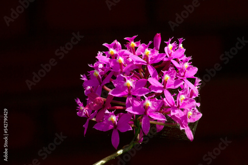 Epidendrum secundum photo