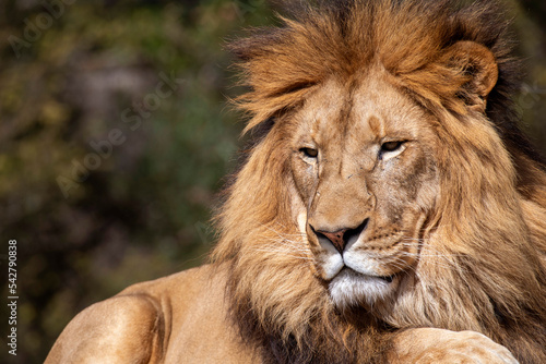 Fototapeta Naklejka Na Ścianę i Meble -  African Lion (Panthera Leo)