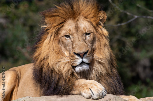 Fototapeta Naklejka Na Ścianę i Meble -  African Lion (Panthera Leo)