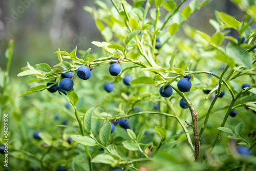 Green bush of ripe blueberries in the forest