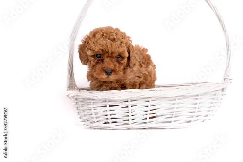 Portrait of a small toy poodle in a white basket on a white background for copy