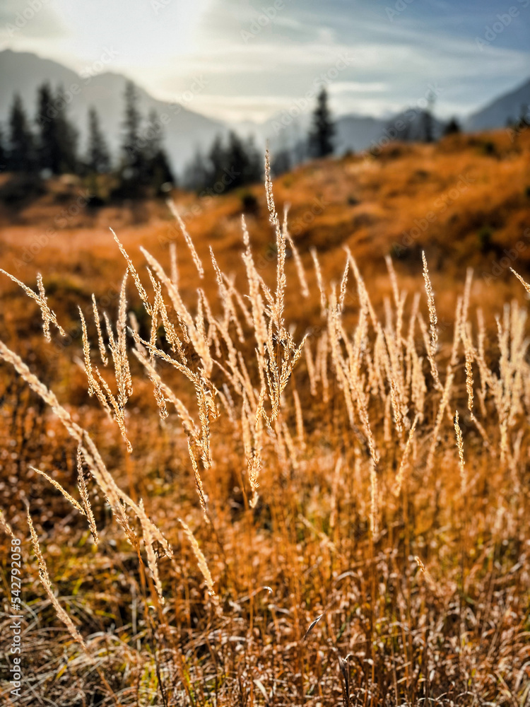 wheat field in autumn in the mountains during sunrise