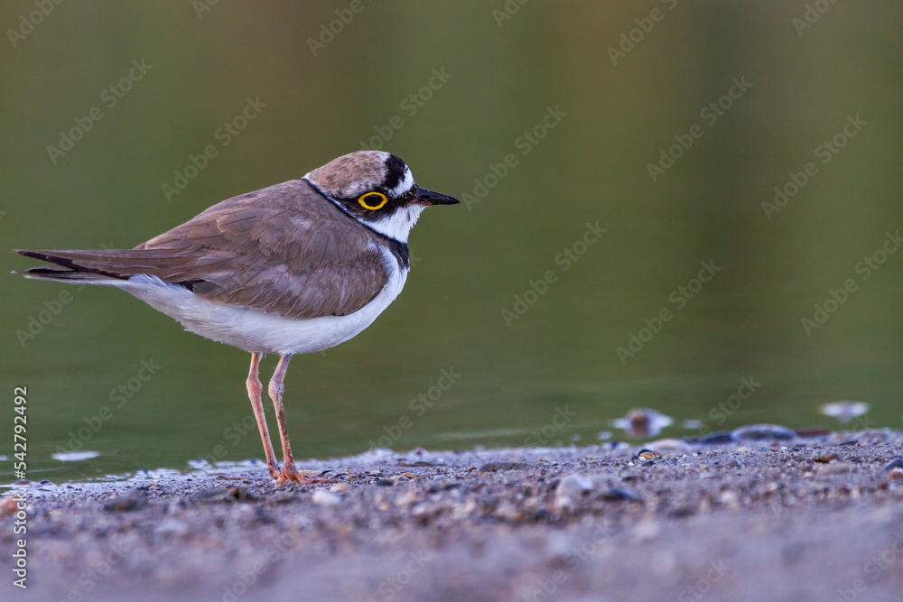 Photo of Little Ringed Plover taken against a dark and blurred background
Photo of Little Ringed Plover taken against a dark and blurred background
