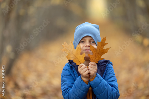 Autumn child boy Portrait In Fall Yellow Leaves, Little Child in Park Outdoor, Knitted Clothing for Autumn Season. Child boy hold maple leaf. Falll foliage. Family outdoor fun in autumn photo