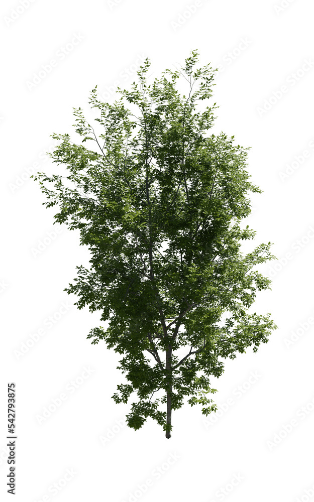 Obraz premium Tree (American Beech) transparent