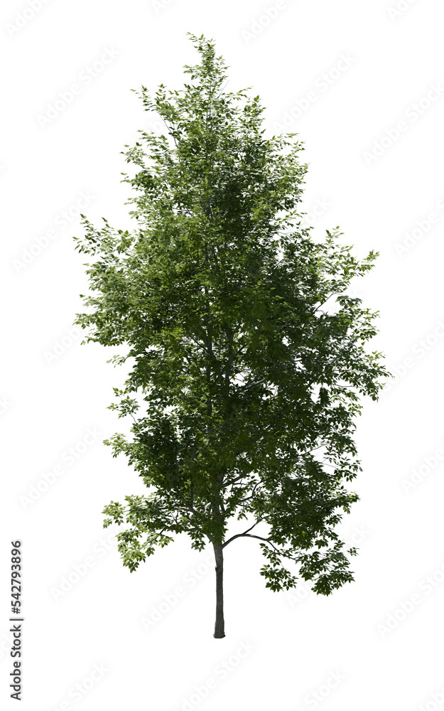 Obraz premium Tree (American Beech) transparent