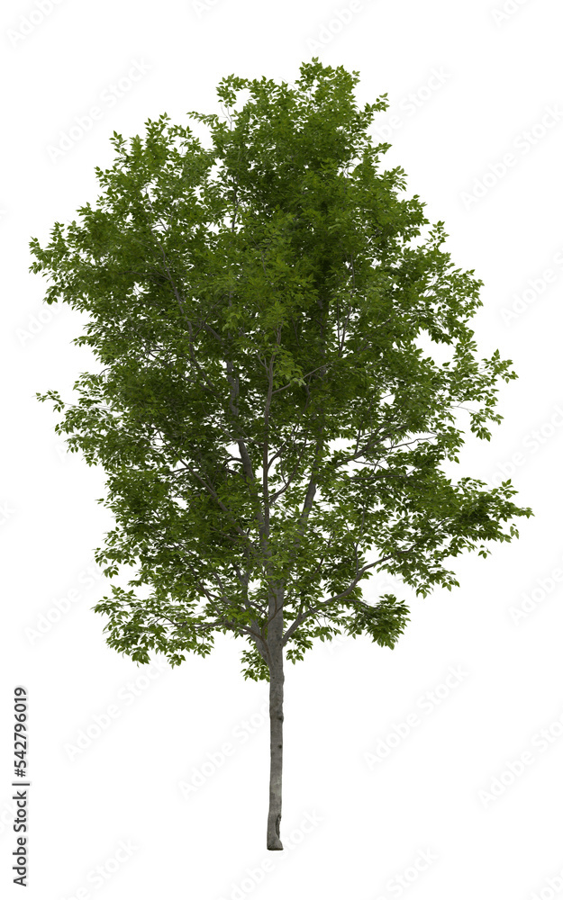 Obraz premium Tree (American Beech) transparent