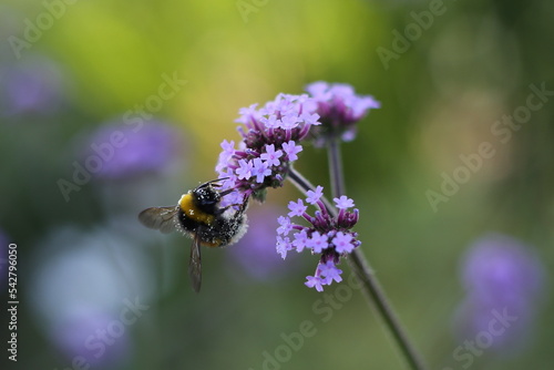 Verbena flower with bumble bee 