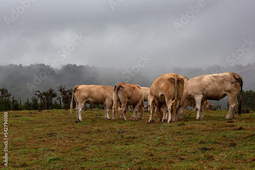 Cows herd grazing on a rainy day with a cloudy sky
