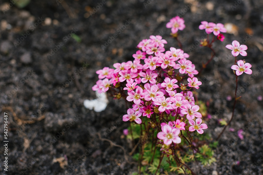 Bright pink Saxifraga flowers in the spring in the garden close-up Bright pink Saxifraga flowers in the spring in the garden close-up