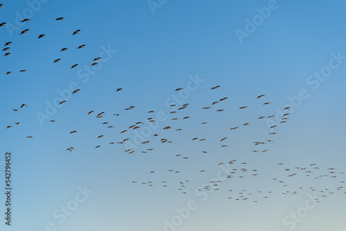 Flock of glossy ibis (plegadis falcinellus) flying over blue sky