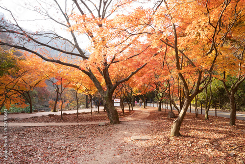 정읍 내장산 국립공원의 아름다운 가을 단풍 길 photo