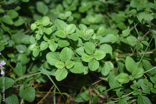 wild mint