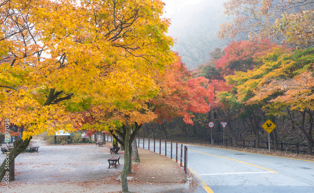 정읍 내장산 국립공원의 아름다운 가을 단풍 길 Foto De Stock | Adobe Stock