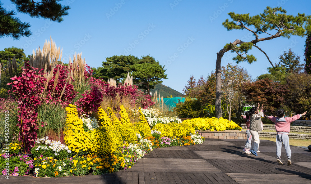 함평 국화 축제장의 아름다운 국화꽃 정원