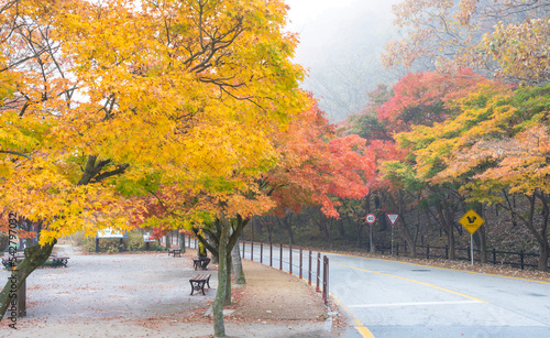 정읍 내장산 국립공원의 아름다운 가을 단풍 길 photo