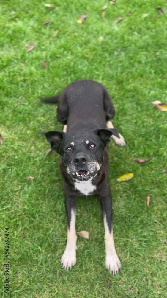An elderly black dog with gray muzzle barks at the camera. The dog