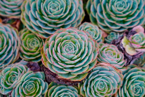 Close up succulent