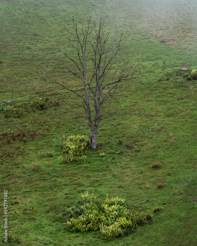 Wallpaper Mural tree on the bank of hill Torontodigital.ca