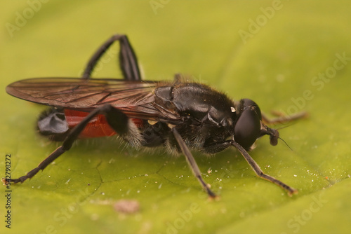 Closeup on a red hoverfly, Brachypalpoides lentus sitting on a green leaf