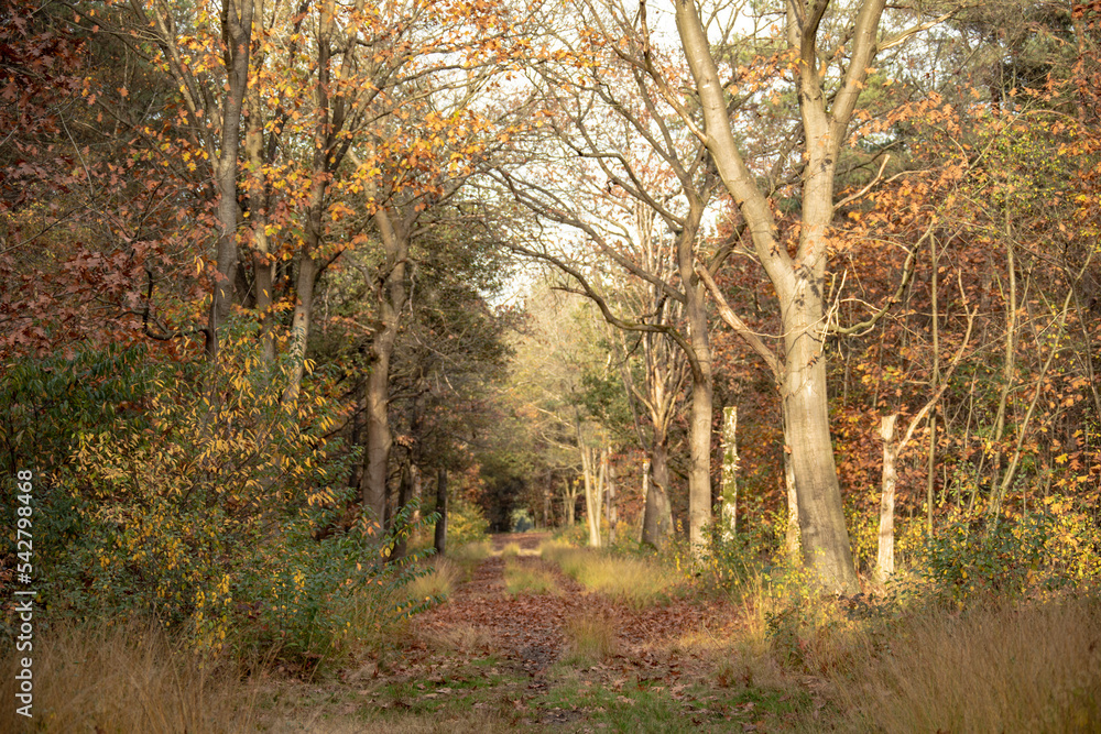 Autumn forest scenery with footpath in autumn forest nature. Autumn forest scenery with footpath in autumn forest nature.