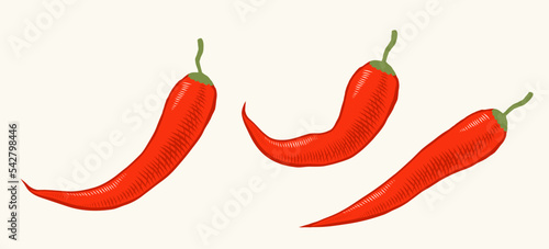 Vector illustration of chilli pepper in engraving style. Vector icon of red chili pepper on isolated background in retro style. Extra spicy food.