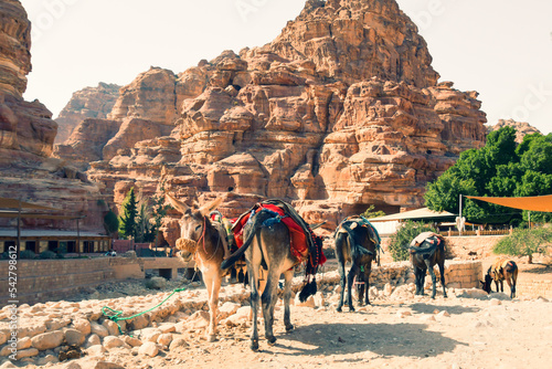 Fototapeta Cinematic view beautiful donkeys with colorful decorations rest in Petra histori