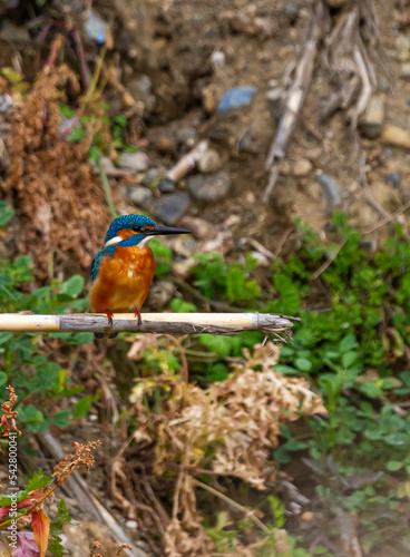 photo of kingfisher on a reed 