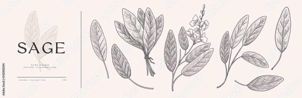 Big set of sage leaves and branches. Aromatic plant in vintage engraving style. Design element for culinary or medical products. Botanical illustration on a light background.