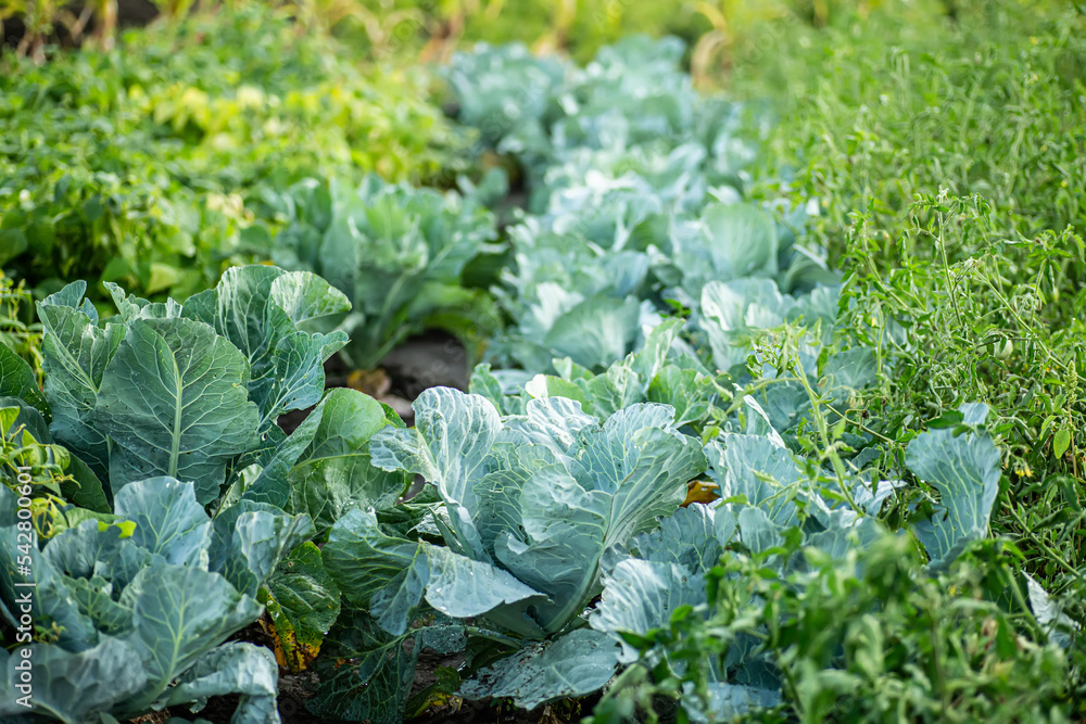 Naklejka premium bed of cabbage in garden after rain. Fresh cabbage in backyard. Green tomatoes on bushes