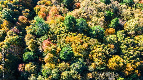 Top view of colorful trees in autumn. Colorful trees with drone. Selective focus.