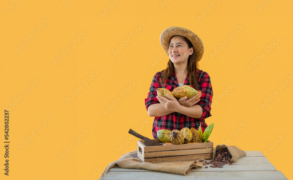 Portrait of a happy Asian woman farmer standing smiling and holding fresh cacao fruit on hands isolated on yellow background. Portrait of a happy Asian woman farmer standing smiling and holding fresh cacao fruit on hands isolated on yellow background.