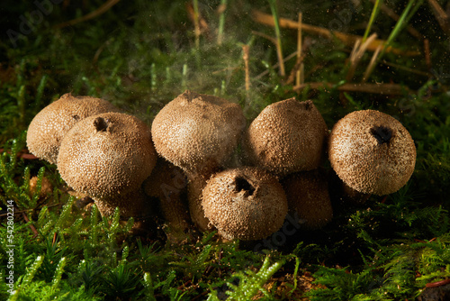 Lycoperdon perlatum, popularly known as the common puffball, warted puffball, gem-studded puffball, or the devil's snuff-box Puffball fungus ejecting spores for reproduction photo