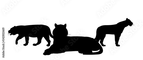 Flock of lions with leader  male and female. Predator Wild animals. Silhouette figures. Isolated on white background. Vector.