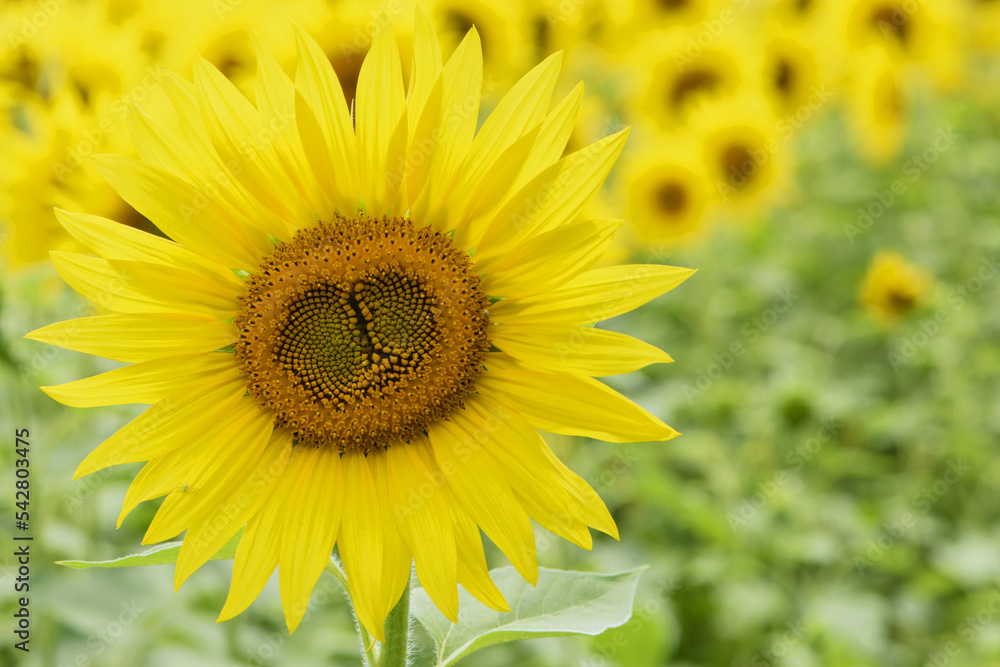 bright yellow sunflower in the field. Large flowers of a sunflower in the sunlight. Yellow flowers on a farm field. Agriculture concept, good harvest. Growing seeds for oil. close-up bright yellow sunflower in the field. Large flowers of a sunflower in the sunlight. Yellow flowers on a farm field. Agriculture concept, good harvest. Growing seeds for oil. close-up