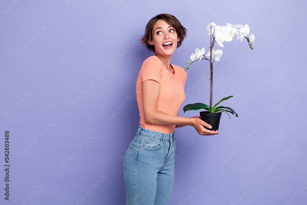 Photo portrait of cute young lady hold orchid look excited empty space dressed stylish striped clothes isolated on purple color background - obrazy, fototapety, plakaty 