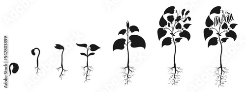 Bean seedling growth. Bean seed germination silhouette. Plant development infographic