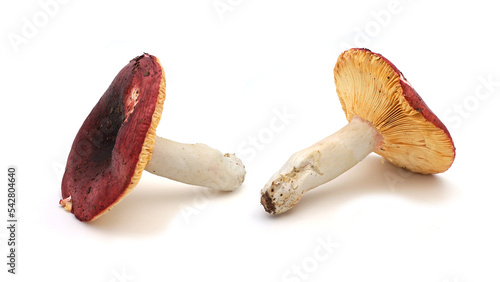 Принти на полотні Champignon russule velours rouge isolé sur fond blanc