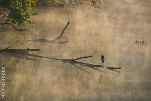 Foto Great Blue Heron on a foggy morning