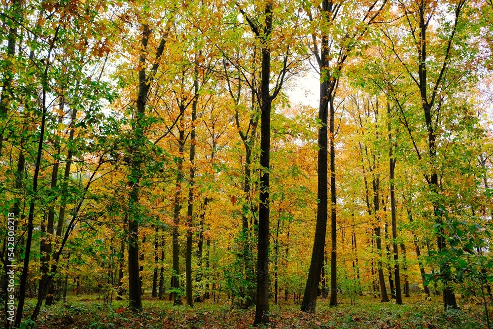 Deutscher Wald im Herbst mit vielen bunten Farben