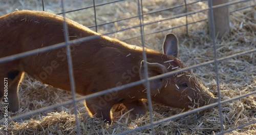 Pigs in cage digging in hay and kicking up dust photo