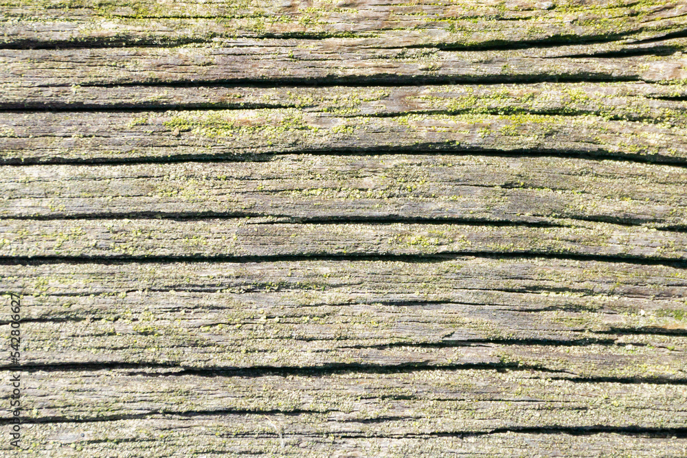 Fototapeta premium Wood pattern background. Tree desk cross section. Dry wooden board. Green moss closeup texture. Forest ground macro background. Moss growing on tree bark.