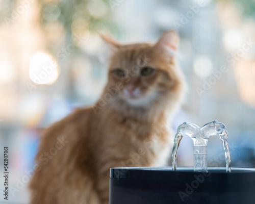 Photography Ginger cat drinks fresh water from an electric drinking fountain