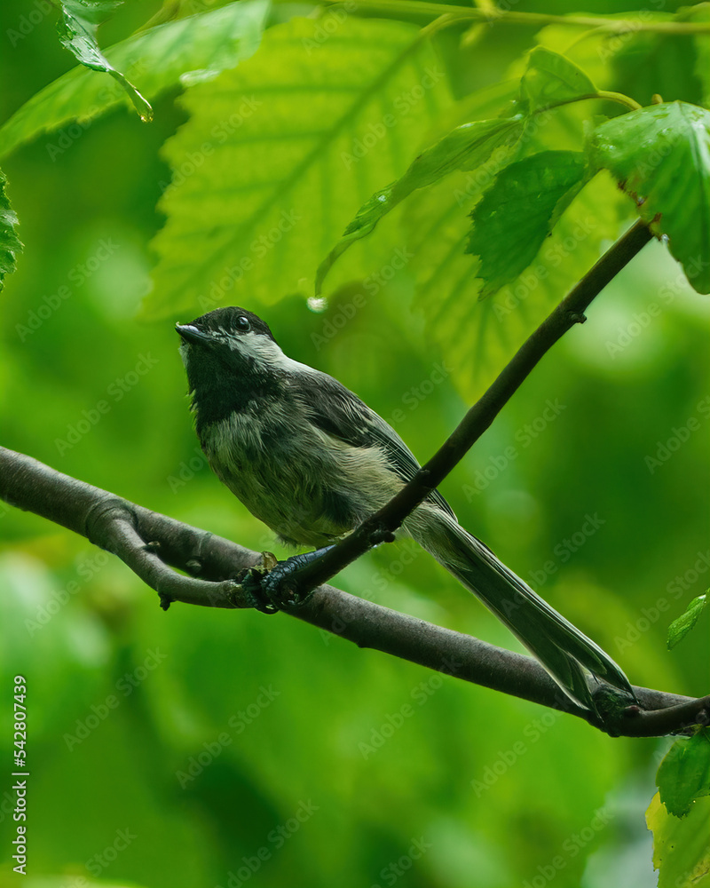 Naklejka premium Wild Bird Perched Upon Branch