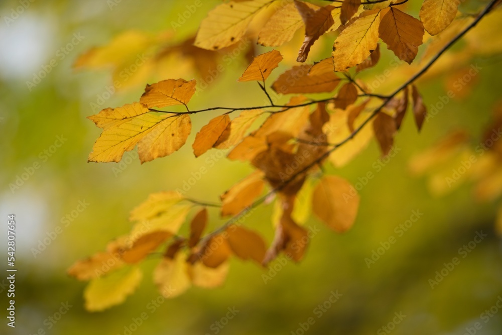 Autumn colorful leaves on autumn background