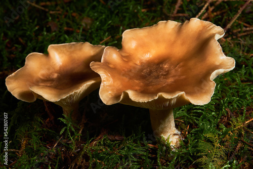 Common funnel mushroom (Clitocybe gibba) growing in the forest photo