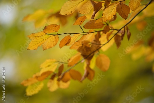 Autumn colorful leaves on autumn background