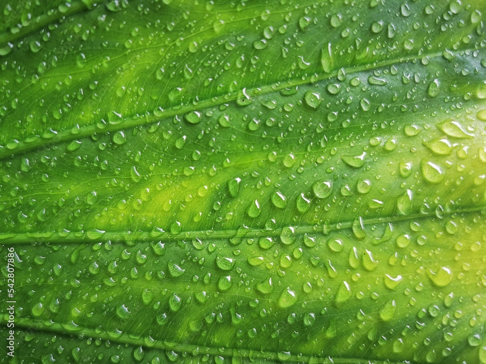 Fresh green leaf with drops of water. Big plant leaf after rain Fresh green leaf with drops of water. Big plant leaf after rain