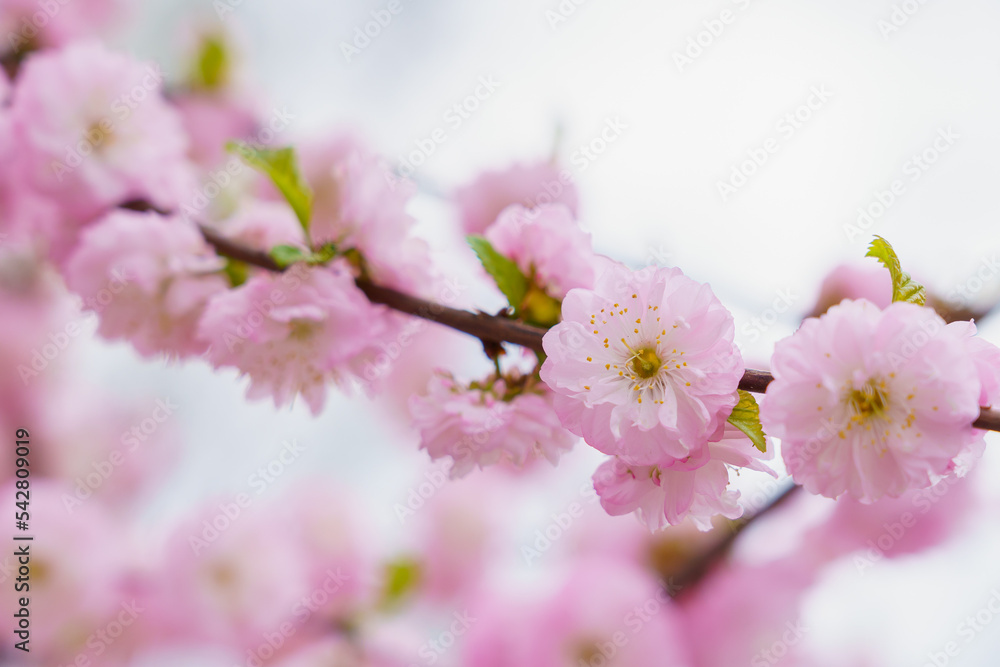 Blossoming sakura tree flower with selective focus on blurred background. Defocused backdrop copy space Blossoming sakura tree flower with selective focus on blurred background. Defocused backdrop copy space