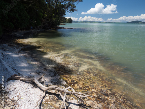 White shell beach with driftwood tree in the Duder Regional Park ,New Zealand. View over Wairao bay , Whakakaiwhara peninsula photo